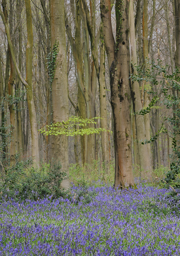 West Woods  Wiltshire Bluebell Wood 5